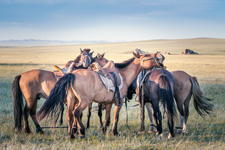 Mongolia-Steppe-Steppe Nomads Ride